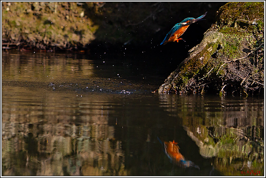Eisvogel, Portrait, Wildlife
