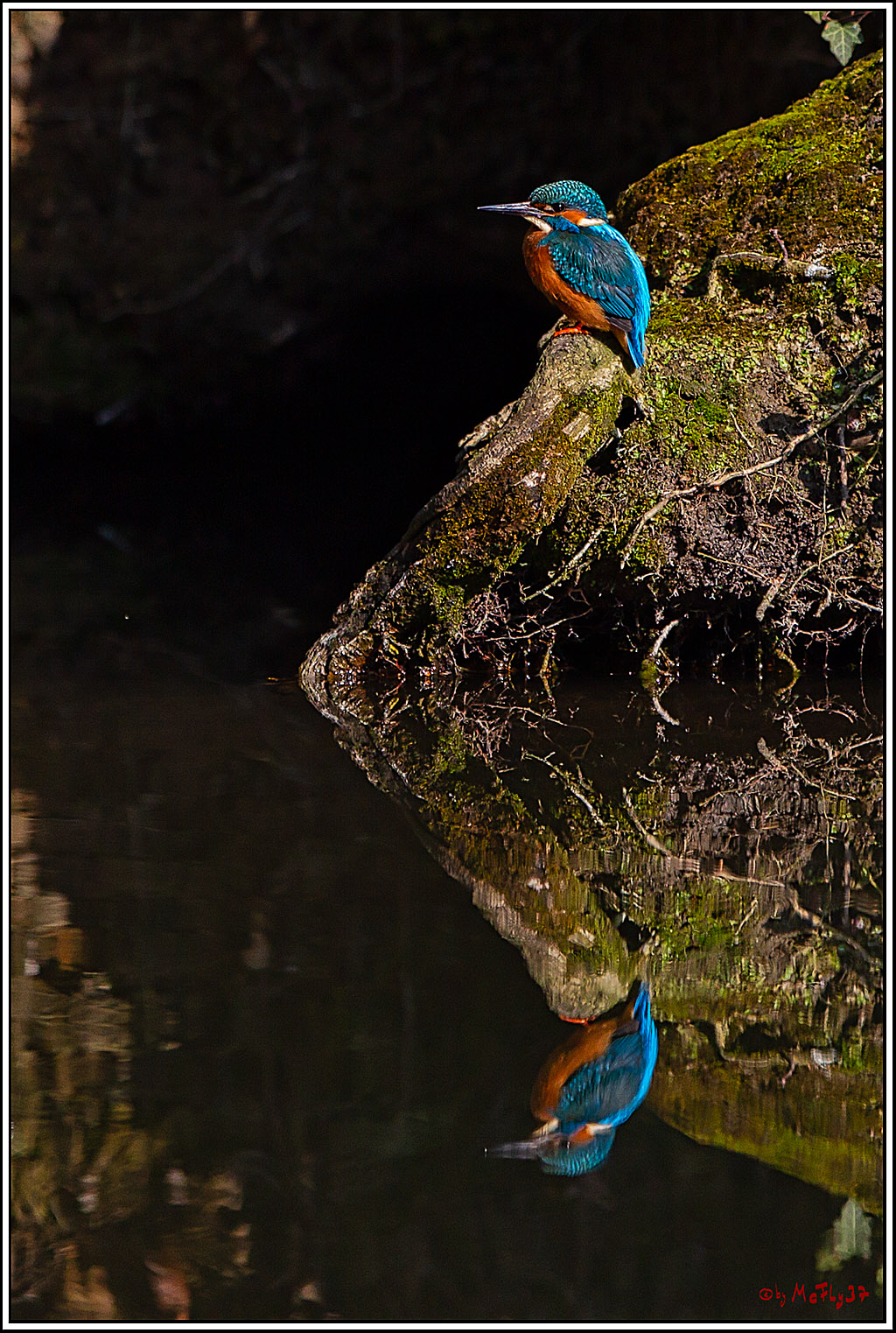 Eisvogel, Portrait, Wildlife
