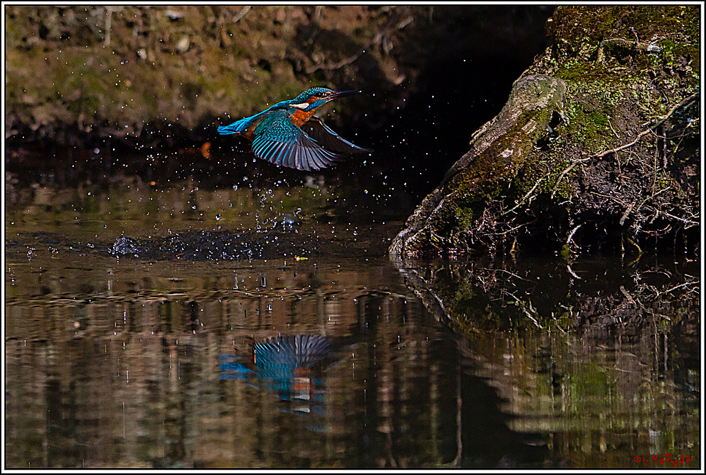 Eisvogel, Portrait, Wildlife
