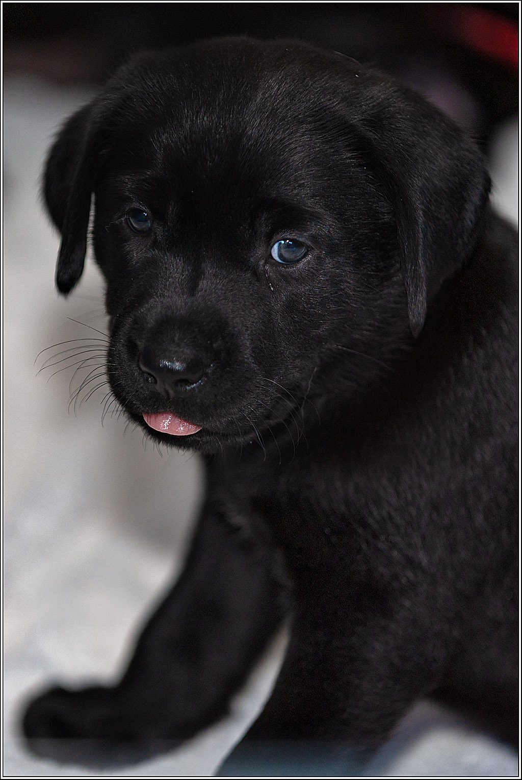 DICK5039