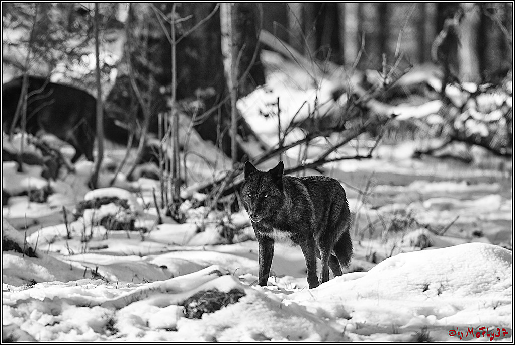 Timberwolf - Polarwolf Kasselburg, 18.02.2018