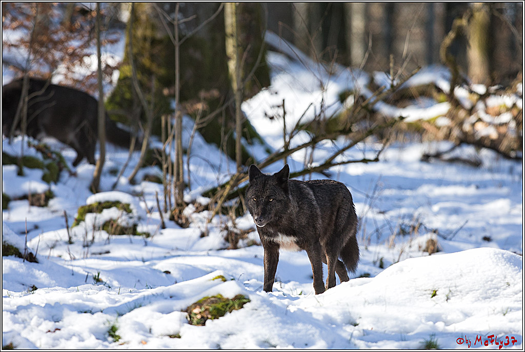 Timberwolf - Polarwolf Kasselburg, 18.02.2018