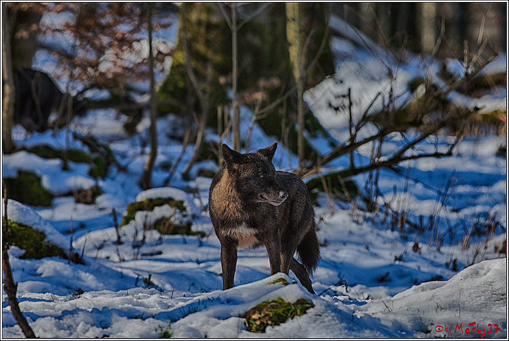 Timberwolf - Polarwolf Kasselburg, 18.02.2018