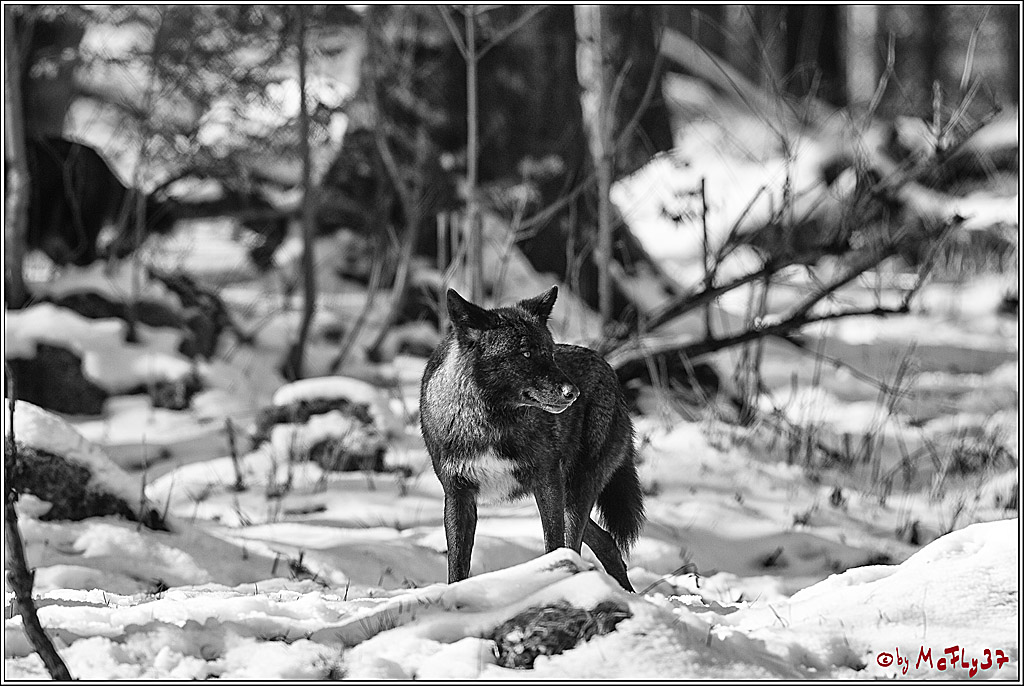 Timberwolf - Polarwolf Kasselburg, 18.02.2018