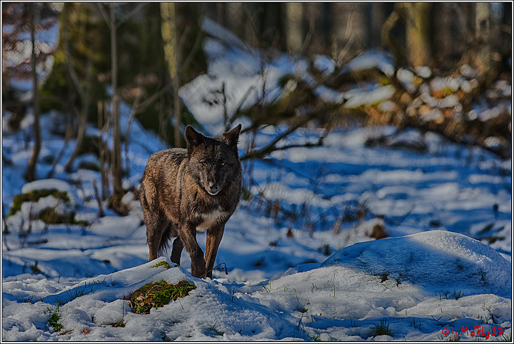 Timberwolf - Polarwolf Kasselburg, 18.02.2018