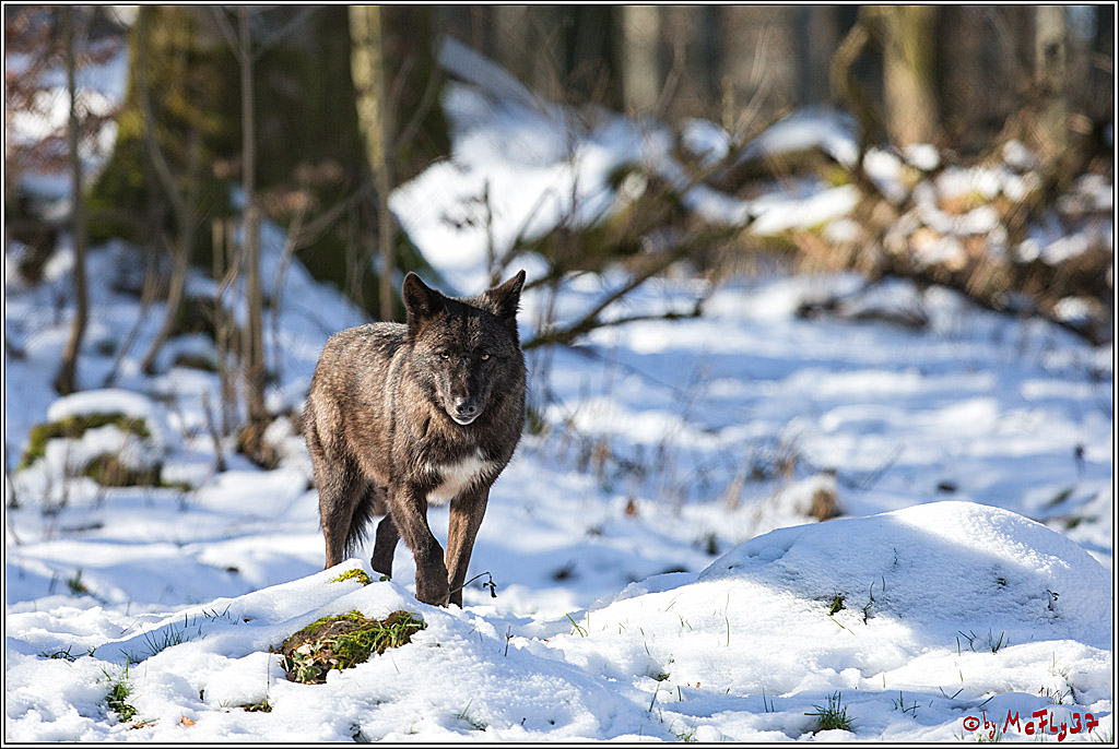 Timberwolf - Polarwolf Kasselburg, 18.02.2018