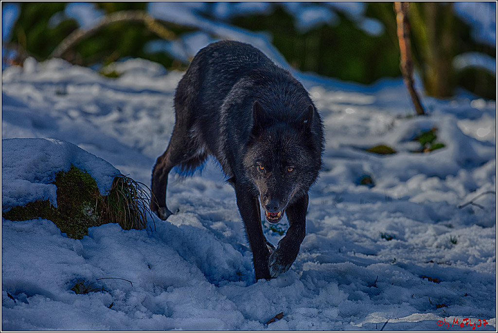 Timberwolf - Polarwolf Kasselburg, 18.02.2018