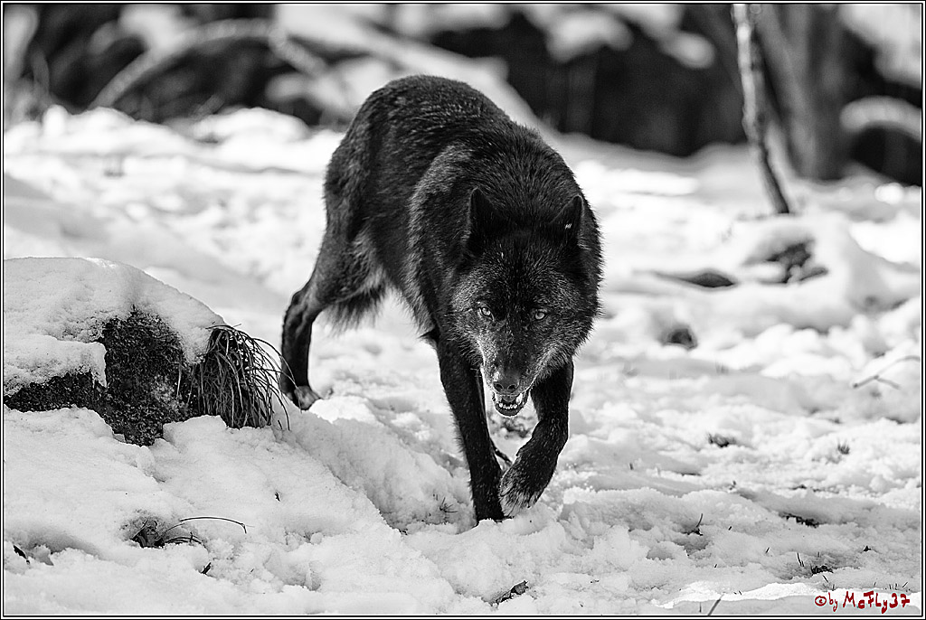 Timberwolf - Polarwolf Kasselburg, 18.02.2018