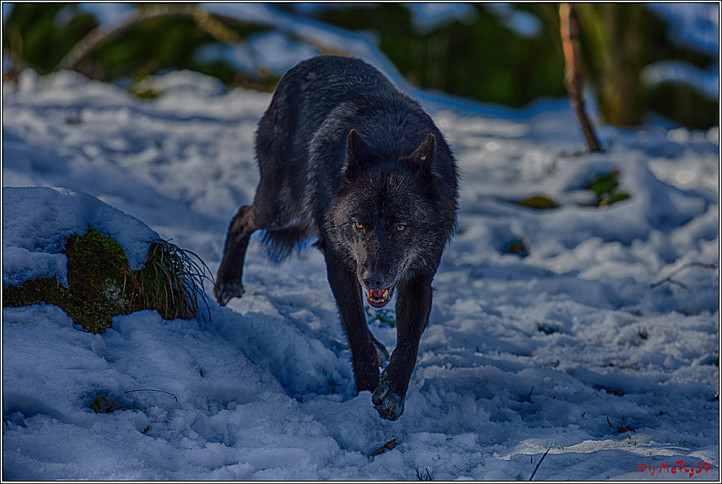 Timberwolf - Polarwolf Kasselburg, 18.02.2018