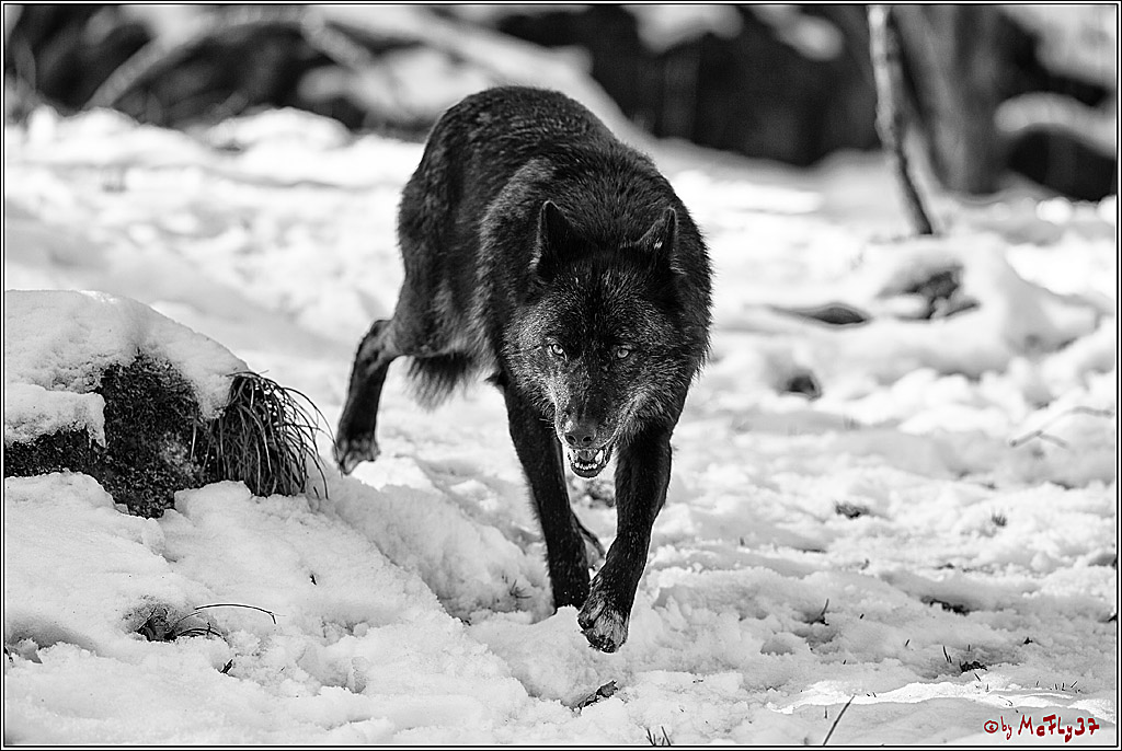 Timberwolf - Polarwolf Kasselburg, 18.02.2018