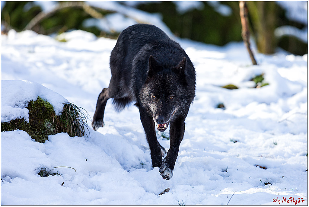 Timberwolf - Polarwolf Kasselburg, 18.02.2018
