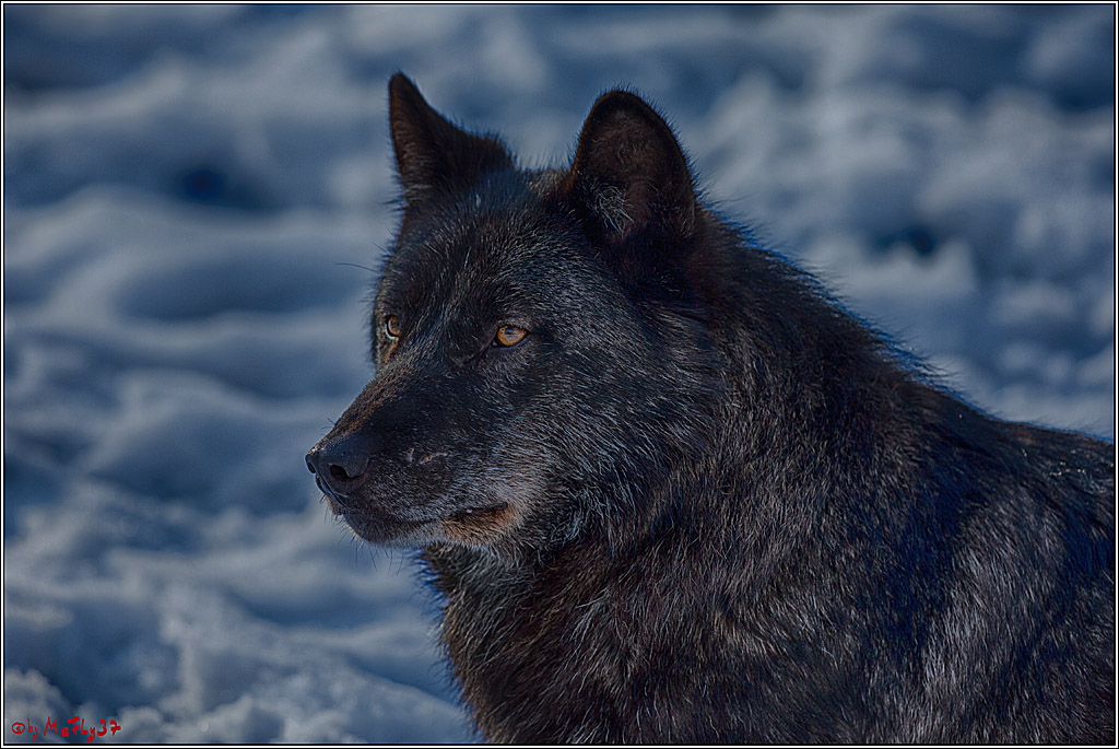 Timberwolf - Polarwolf Kasselburg, 18.02.2018