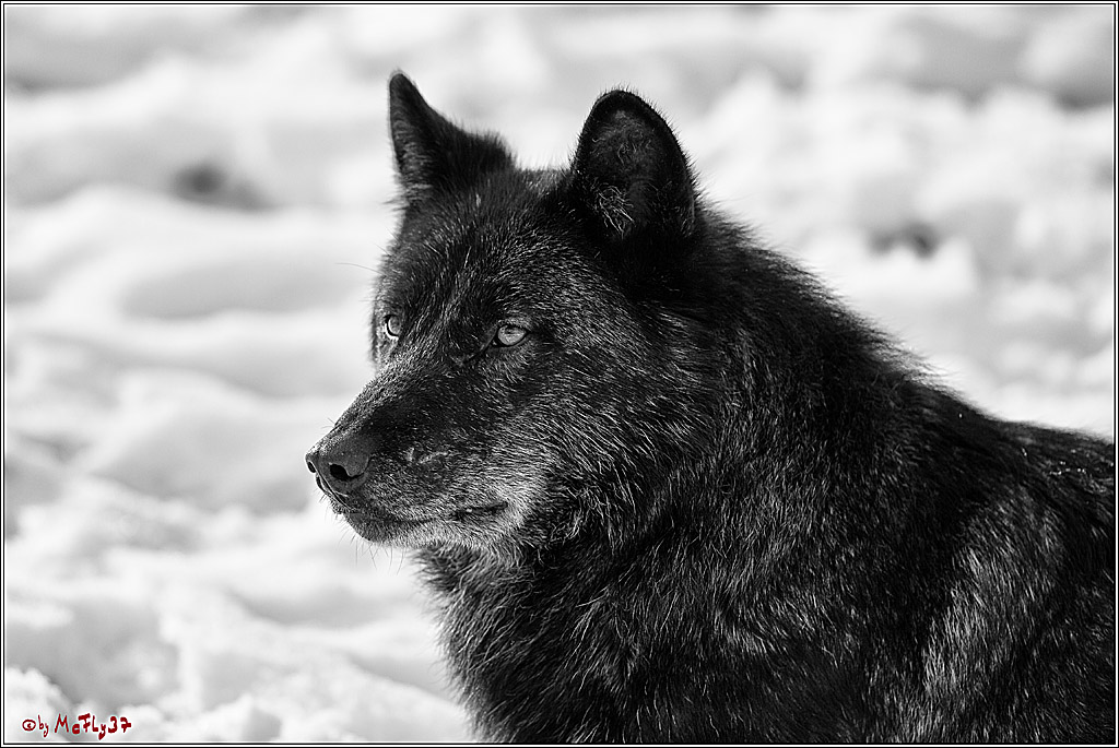 Timberwolf - Polarwolf Kasselburg, 18.02.2018