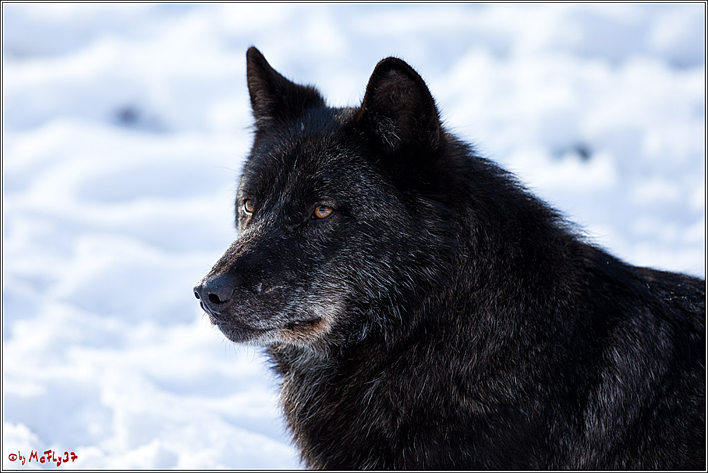 Timberwolf - Polarwolf Kasselburg, 18.02.2018
