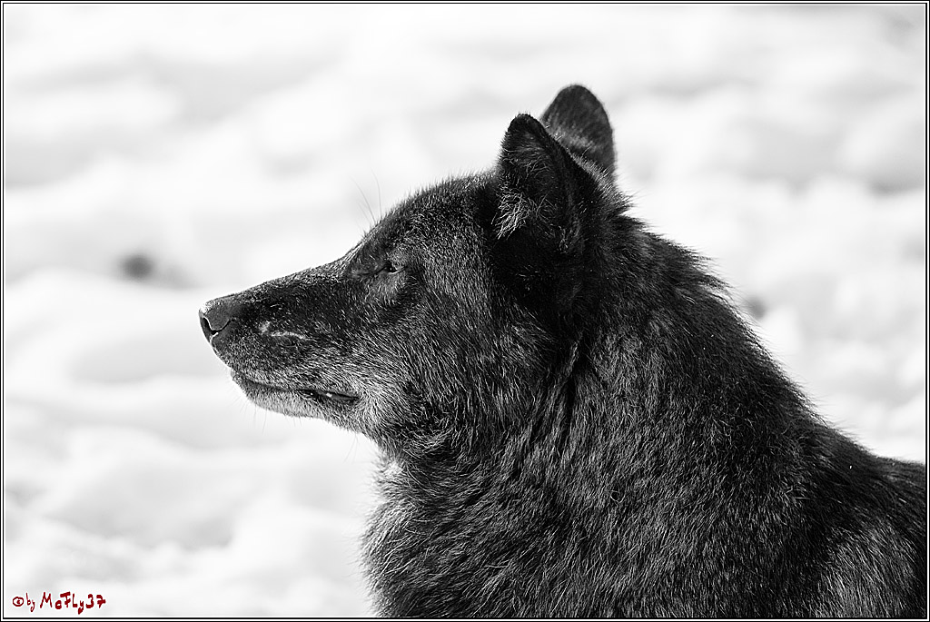 Timberwolf - Polarwolf Kasselburg, 18.02.2018