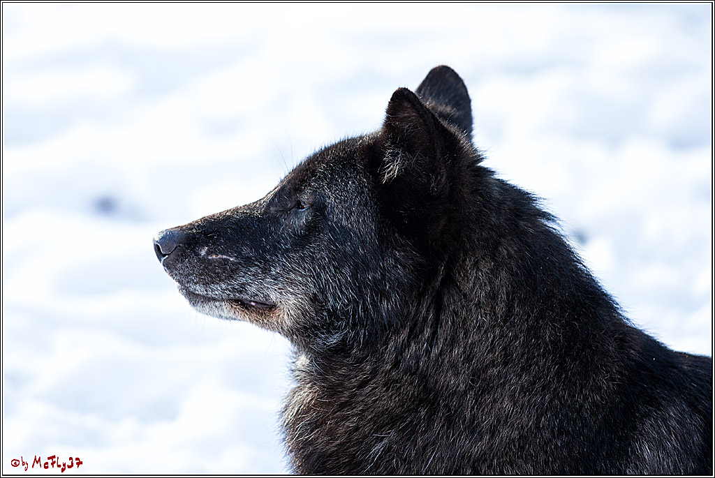 Timberwolf - Polarwolf Kasselburg, 18.02.2018