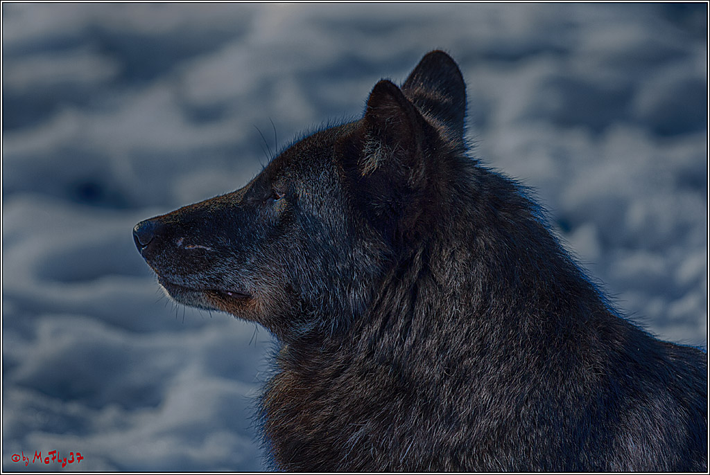 Timberwolf - Polarwolf Kasselburg, 18.02.2018