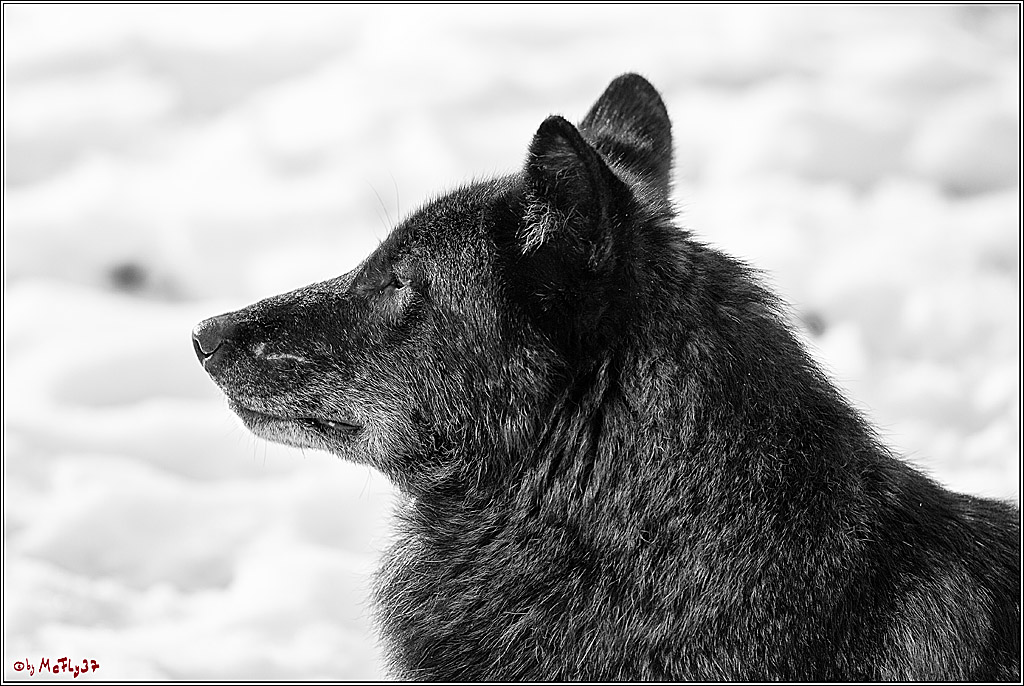 Timberwolf - Polarwolf Kasselburg, 18.02.2018