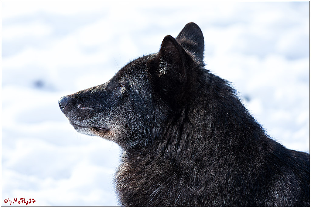 Timberwolf - Polarwolf Kasselburg, 18.02.2018