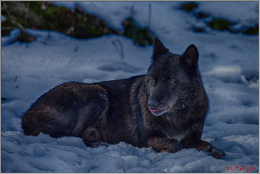Timberwolf - Polarwolf Kasselburg, 18.02.2018