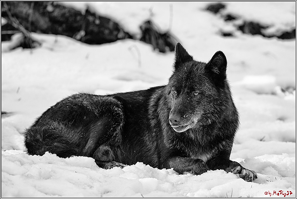 Timberwolf - Polarwolf Kasselburg, 18.02.2018