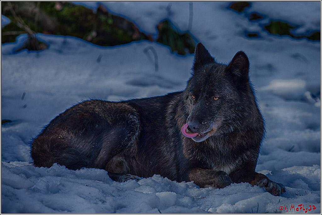 Timberwolf - Polarwolf Kasselburg, 18.02.2018