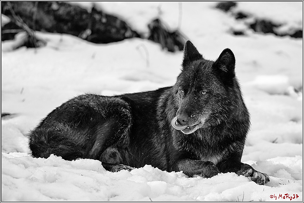 Timberwolf - Polarwolf Kasselburg, 18.02.2018