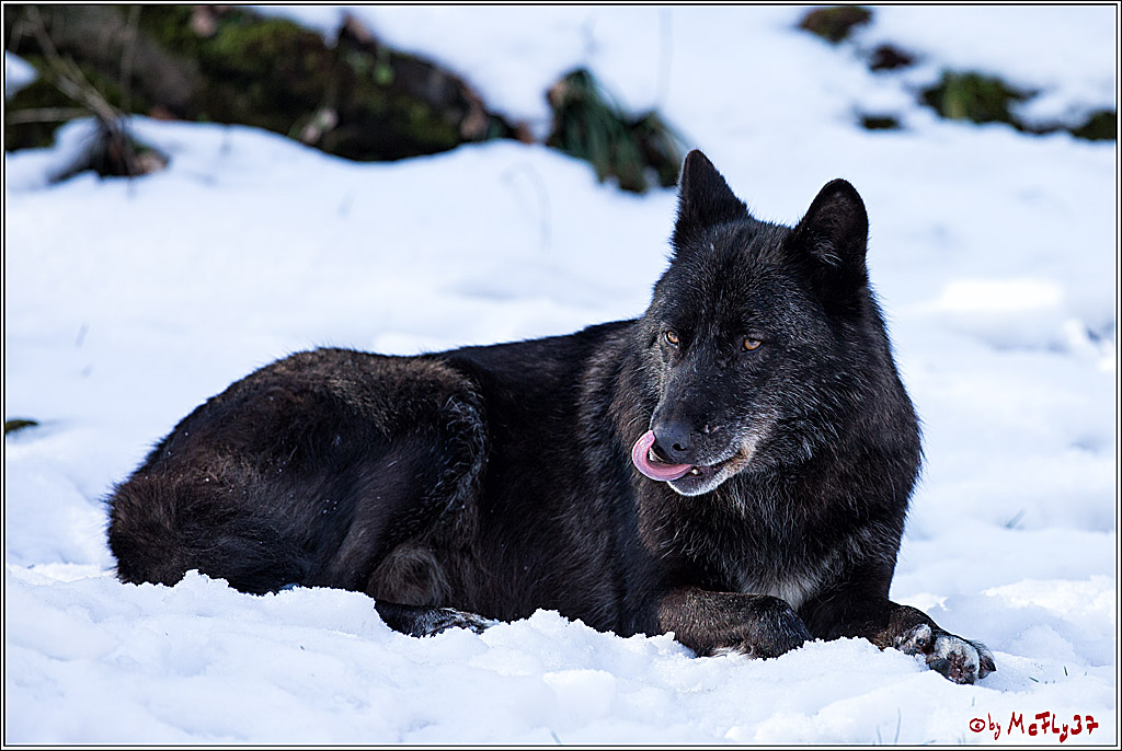 Timberwolf - Polarwolf Kasselburg, 18.02.2018