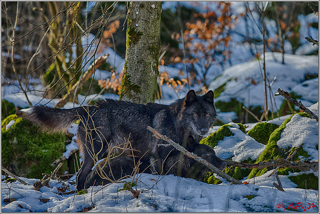 Timberwolf - Polarwolf Kasselburg, 18.02.2018