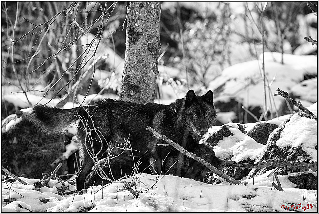 Timberwolf - Polarwolf Kasselburg, 18.02.2018