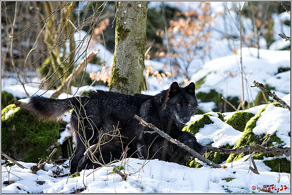 Timberwolf - Polarwolf Kasselburg, 18.02.2018