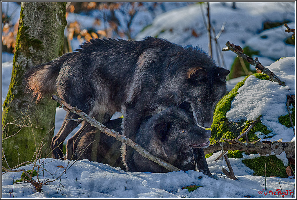 Timberwolf - Polarwolf Kasselburg, 18.02.2018