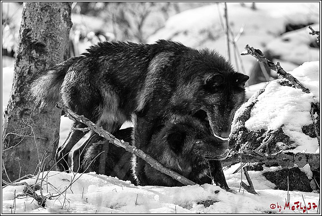 Timberwolf - Polarwolf Kasselburg, 18.02.2018