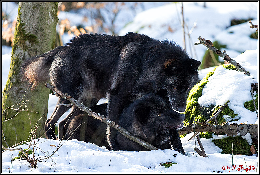 Timberwolf - Polarwolf Kasselburg, 18.02.2018