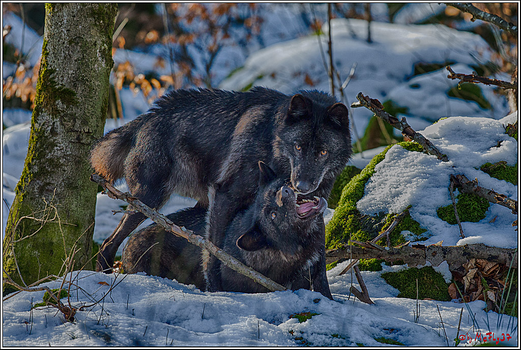 Timberwolf - Polarwolf Kasselburg, 18.02.2018