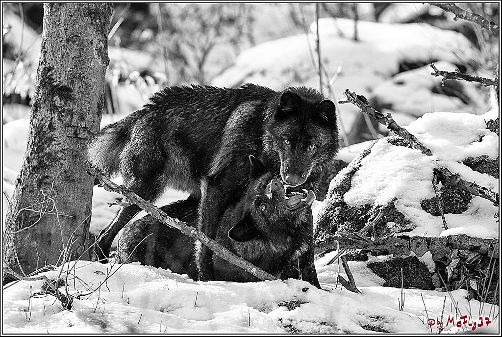 Timberwolf - Polarwolf Kasselburg, 18.02.2018