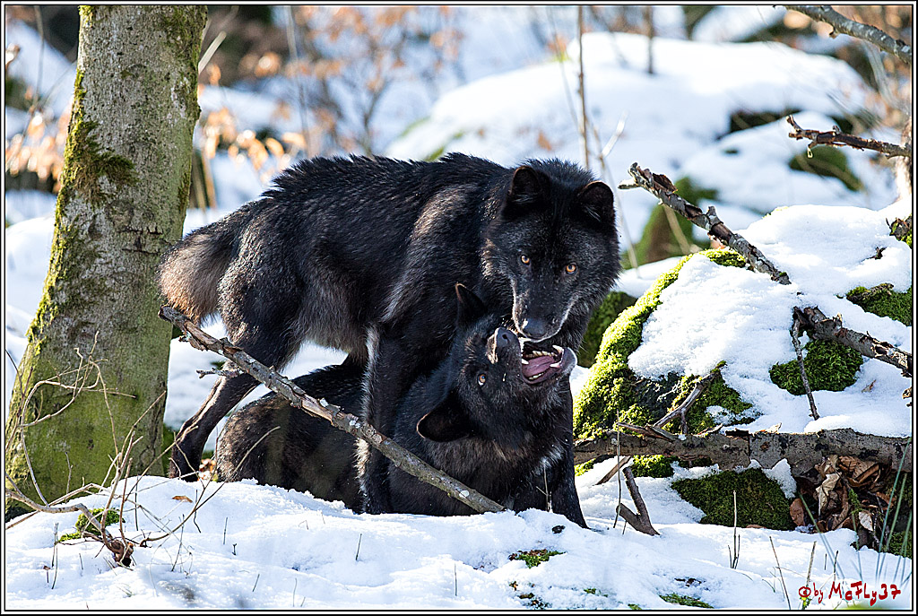 Timberwolf - Polarwolf Kasselburg, 18.02.2018