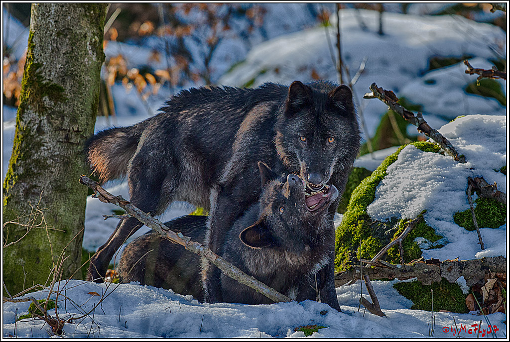 Timberwolf - Polarwolf Kasselburg, 18.02.2018
