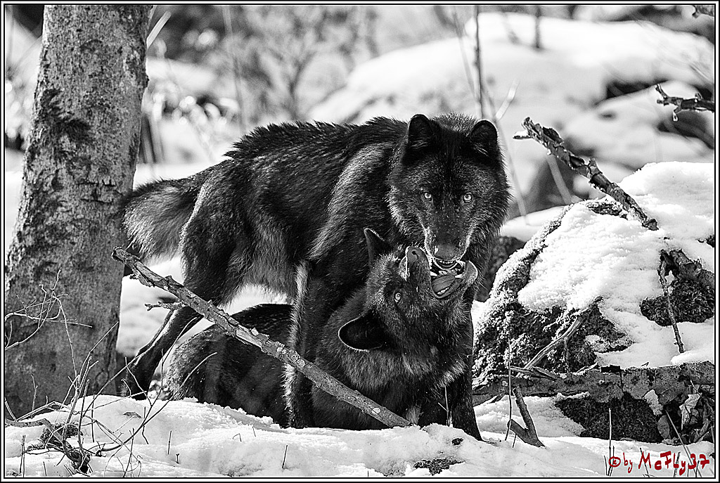 Timberwolf - Polarwolf Kasselburg, 18.02.2018