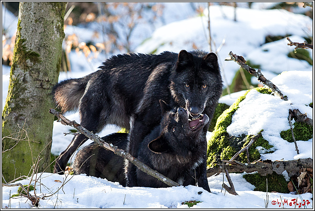 Timberwolf - Polarwolf Kasselburg, 18.02.2018