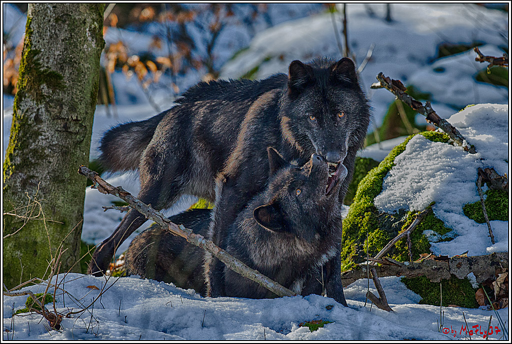 Timberwolf - Polarwolf Kasselburg, 18.02.2018