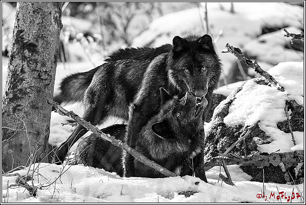 Timberwolf - Polarwolf Kasselburg, 18.02.2018