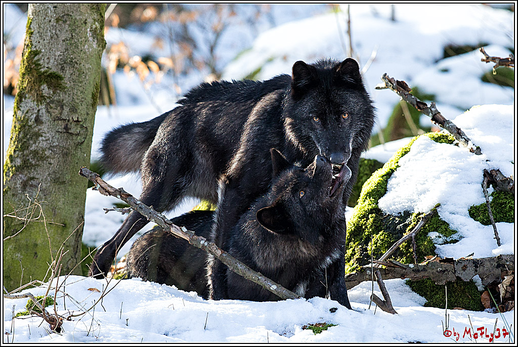 Timberwolf - Polarwolf Kasselburg, 18.02.2018