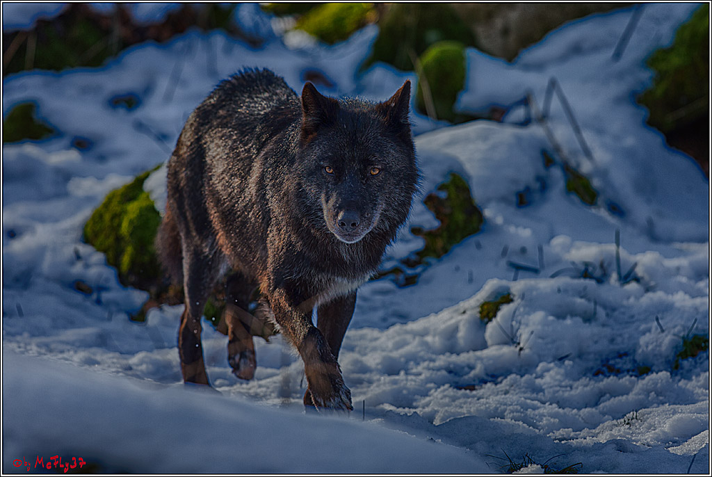 Timberwolf - Polarwolf Kasselburg, 18.02.2018