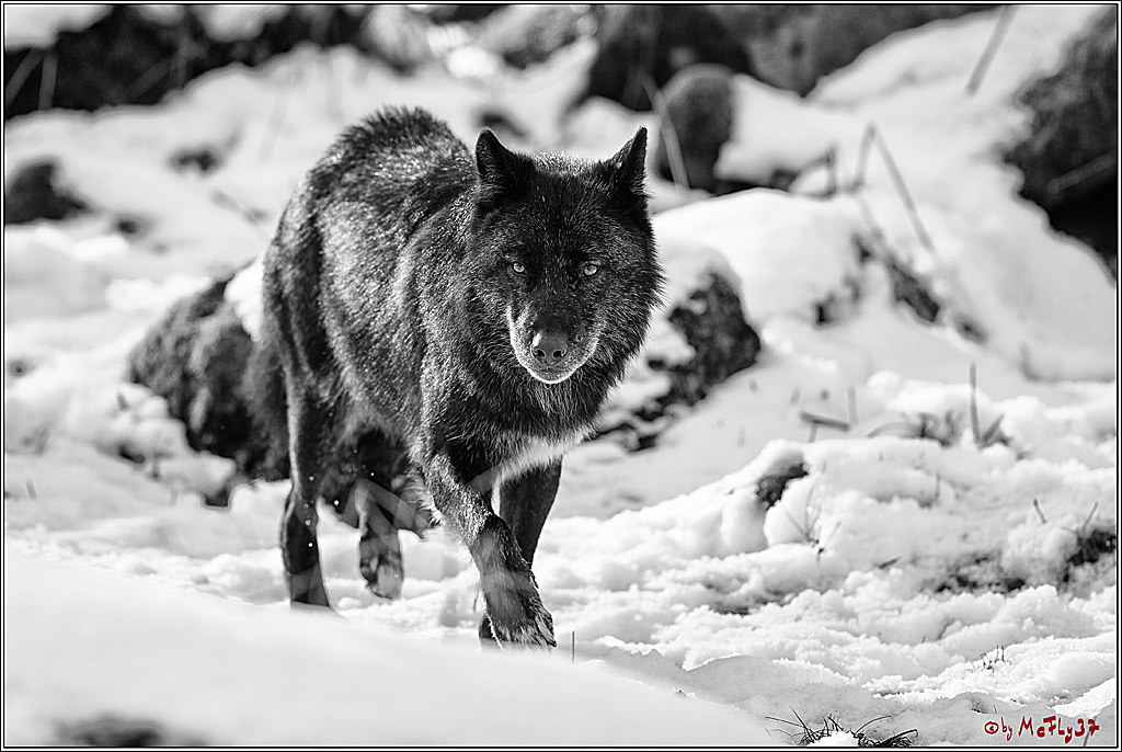 Timberwolf - Polarwolf Kasselburg, 18.02.2018