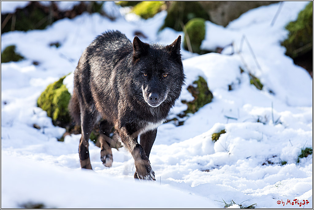 Timberwolf - Polarwolf Kasselburg, 18.02.2018