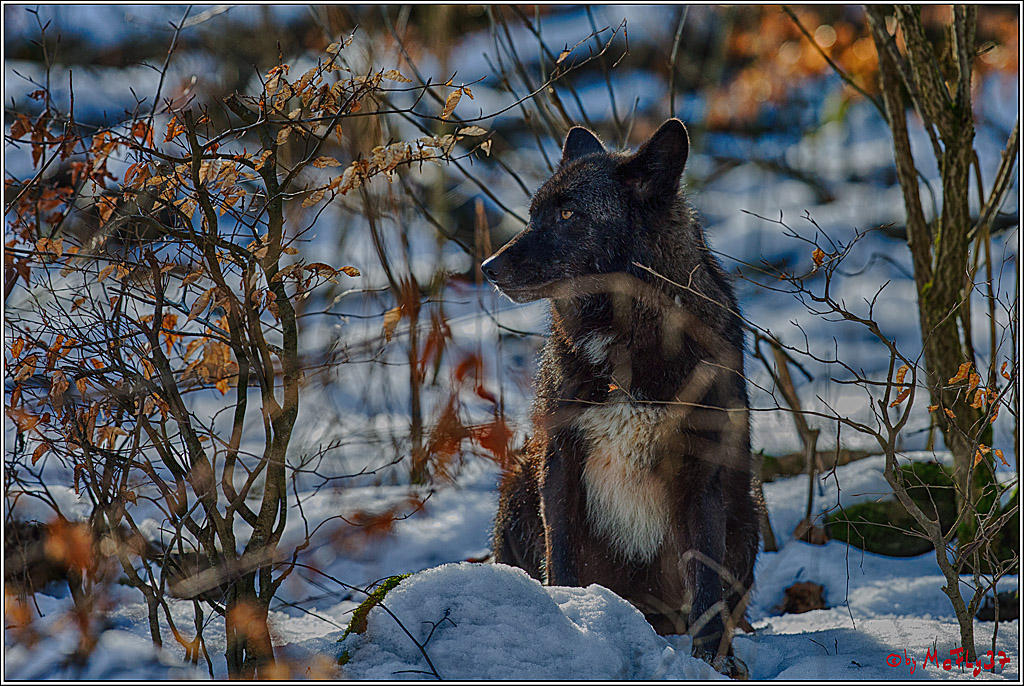Timberwolf - Polarwolf Kasselburg, 18.02.2018