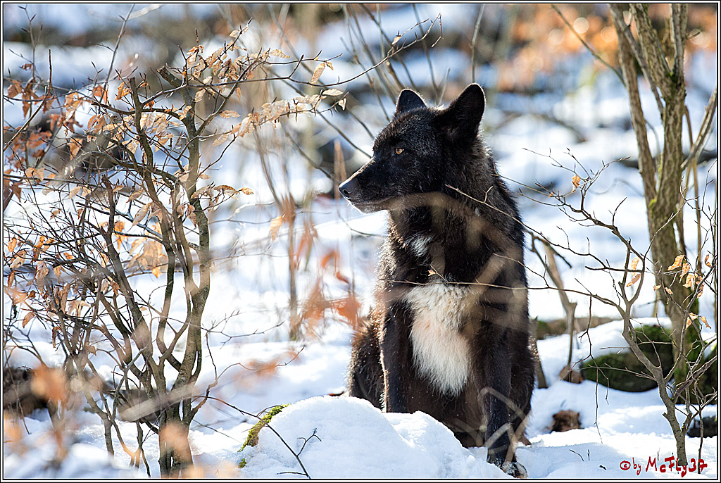 Timberwolf - Polarwolf Kasselburg, 18.02.2018