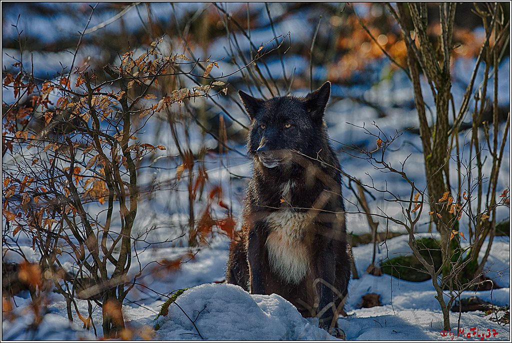 Timberwolf - Polarwolf Kasselburg, 18.02.2018