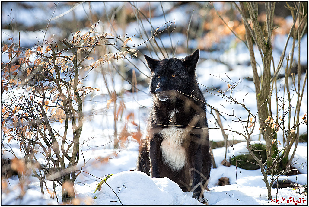 Timberwolf - Polarwolf Kasselburg, 18.02.2018